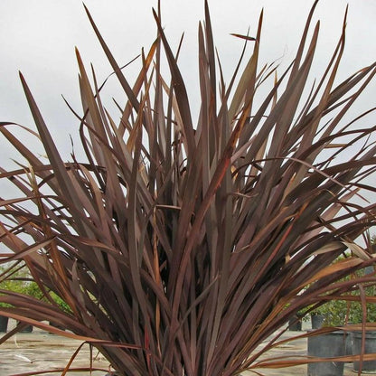 Bahçevilya Kırmızı Formium [phormium tenax] yeni zelanda keteni 20-30 cm