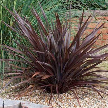 Bahçevilya Kırmızı Formium [phormium tenax] yeni zelanda keteni 20-30 cm