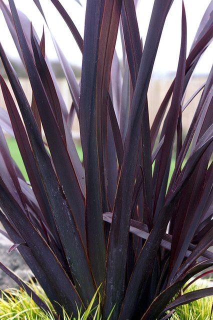 Bahçevilya Kırmızı Formium [phormium tenax] yeni zelanda keteni 20-30 cm