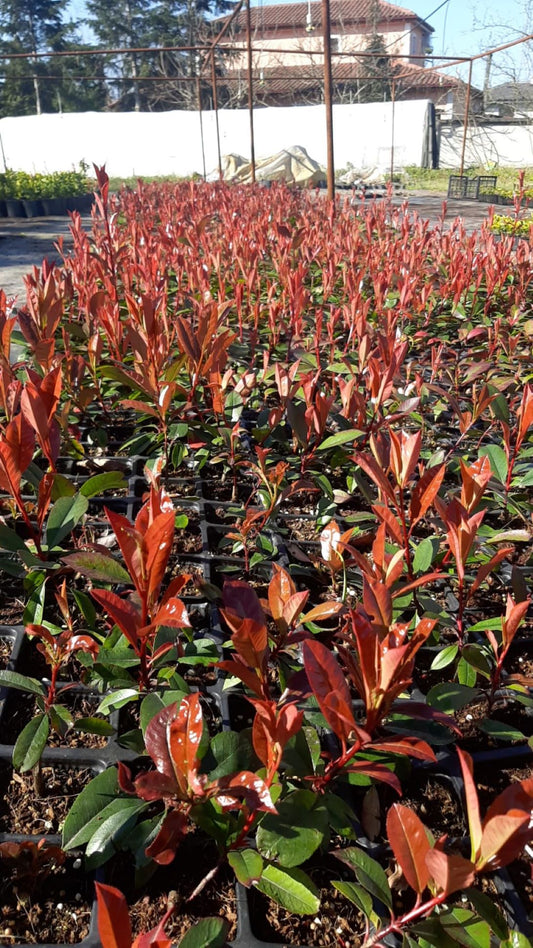 Bahçevilya 45 Adet Alev Çalısı (Photinia) Fidanı - 15-20 cm Boyunda, Bahçeniz İçin Canlı Renkler - Bahçevilya 