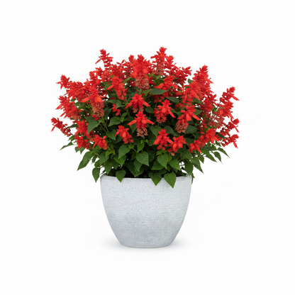 LİORA 220 Saksı 13 Litre Bostann