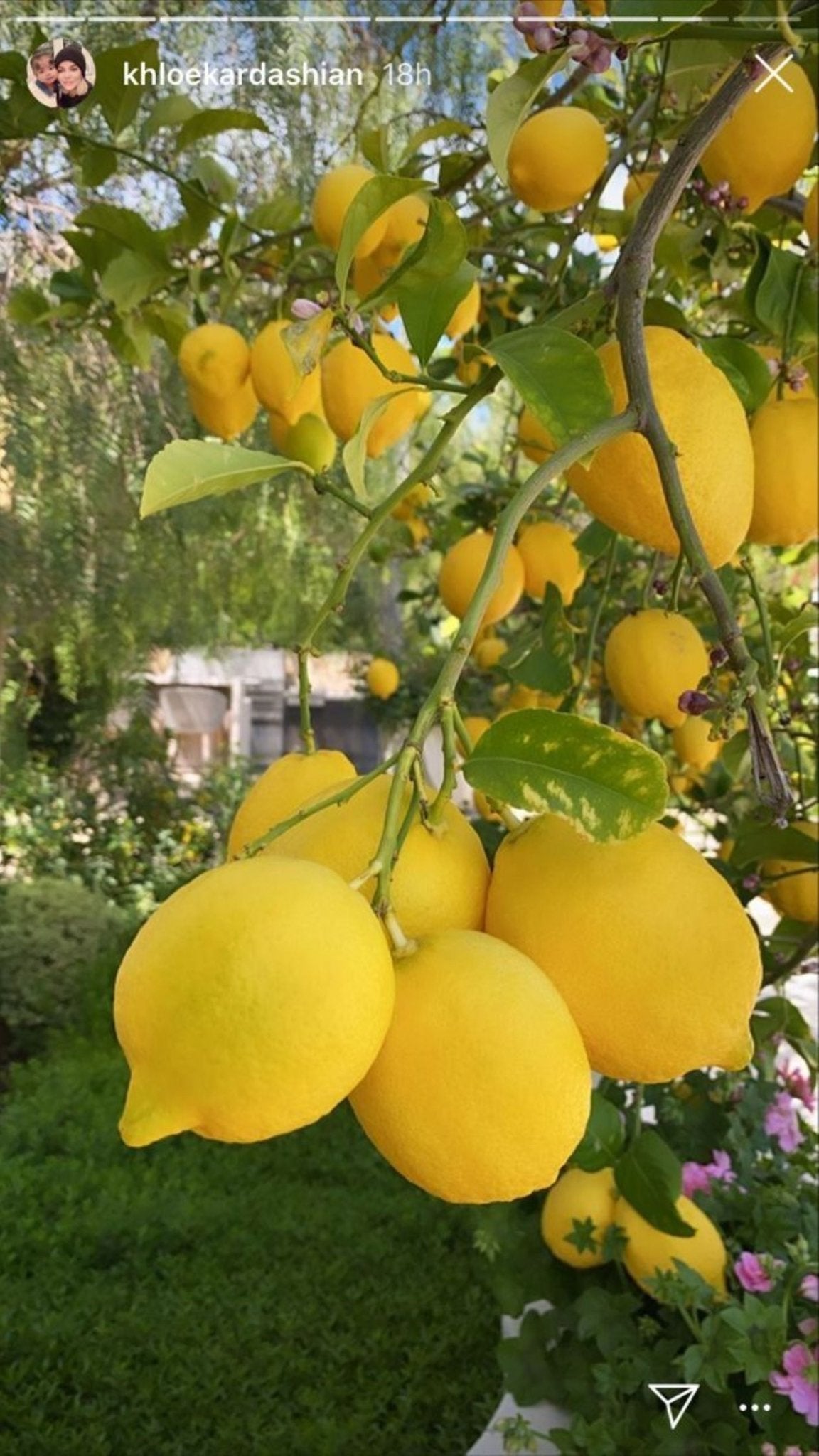 7 Veren Saksılı Mayer (Meyer) Limon Fidanı | 2 Yaş | 90–130 cm - Bahçevilya