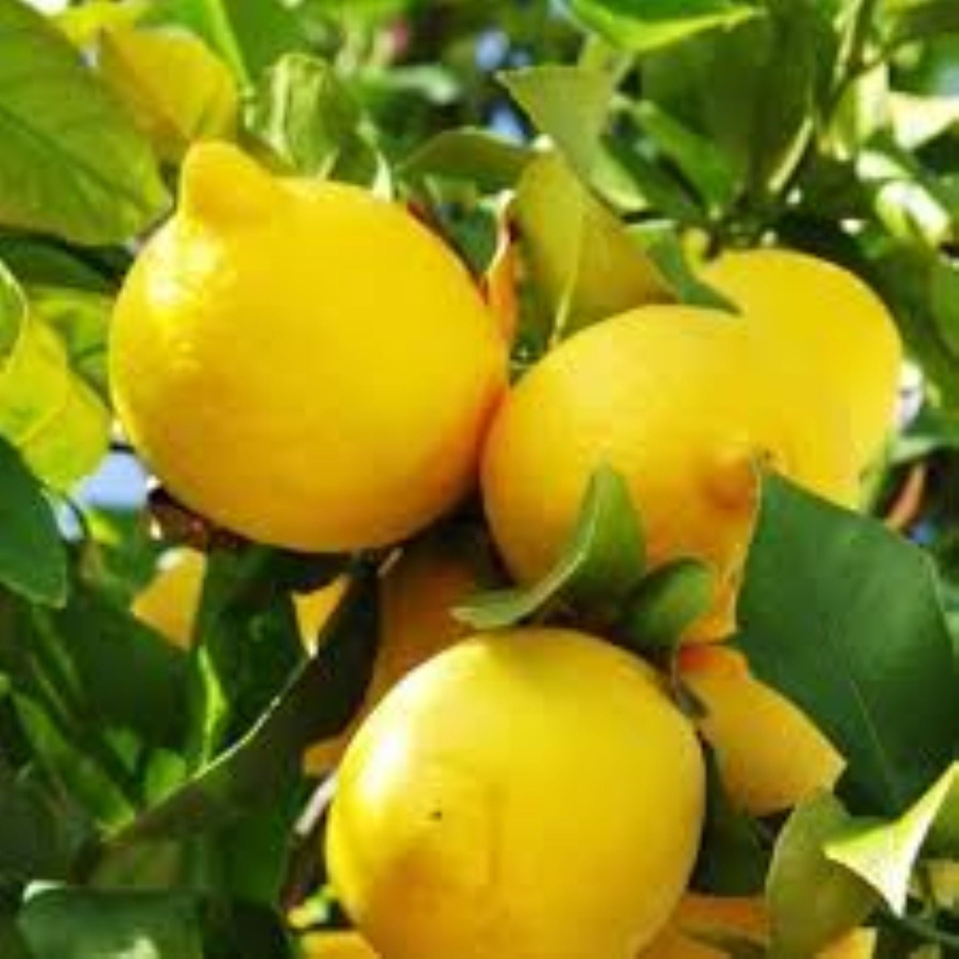 7 Veren Saksılı Mayer (Meyer) Limon Fidanı | 2 Yaş | 90–130 cm - Bahçevilya