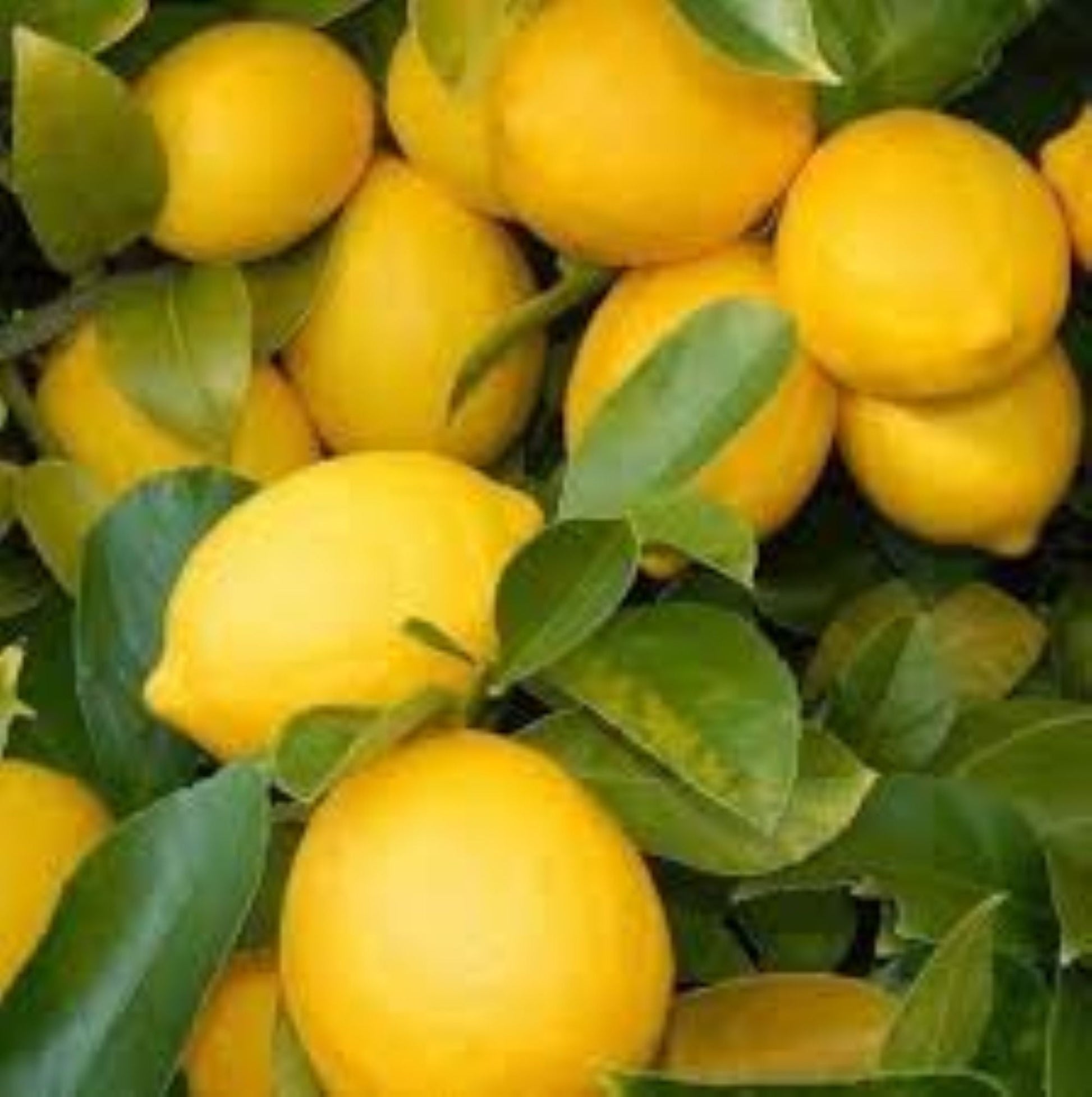 7 Veren Saksılı Mayer (Meyer) Limon Fidanı | 2 Yaş | 90–130 cm - Bahçevilya