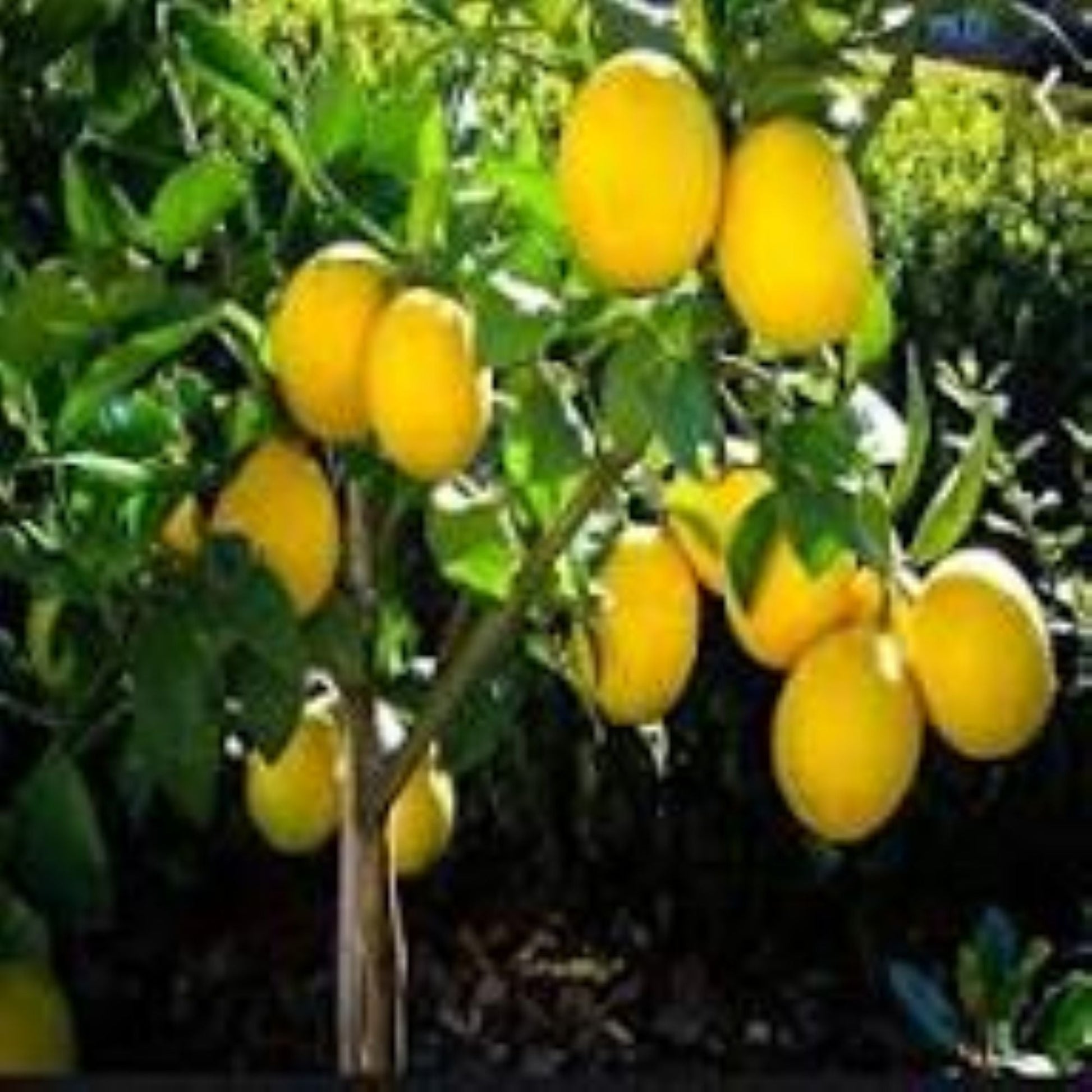 7 Veren Saksılı Mayer (Meyer) Limon Fidanı | 2 Yaş | 90–130 cm - Bahçevilya