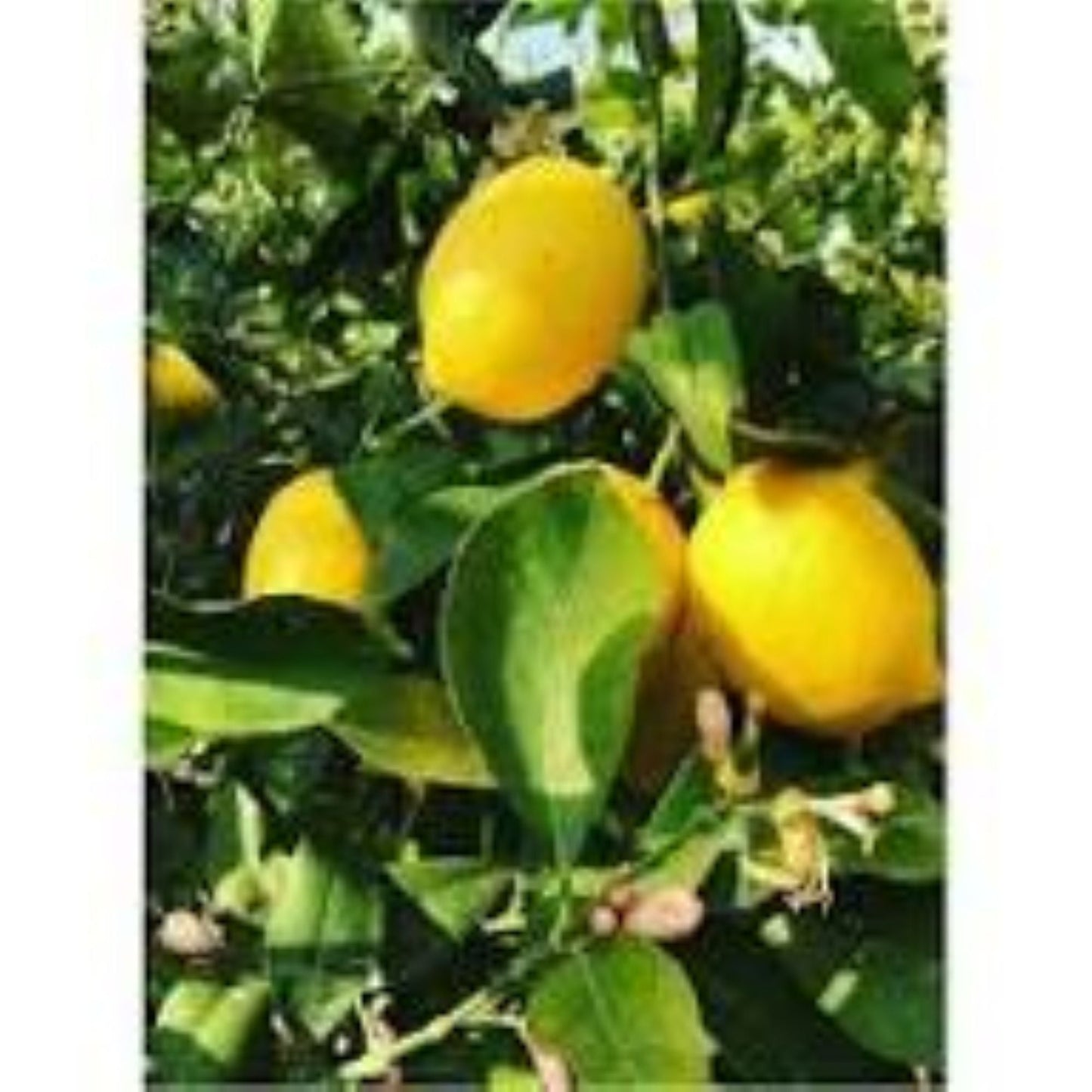 7 Veren Saksılı Mayer (Meyer) Limon Fidanı | 2 Yaş | 90–130 cm - Bahçevilya