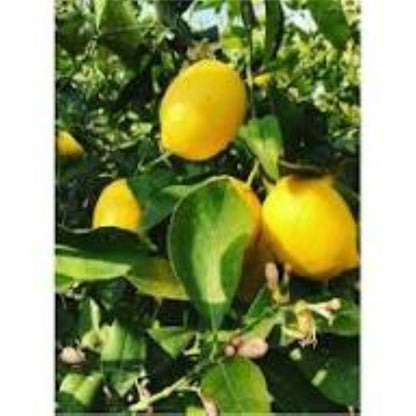 7 Veren Saksılı Mayer (Meyer) Limon Fidanı | 2 Yaş | 90–130 cm - Bahçevilya