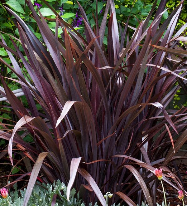 Bahçevilya Kırmızı Formium [phormium tenax] yeni zelanda keteni 20-30 cm