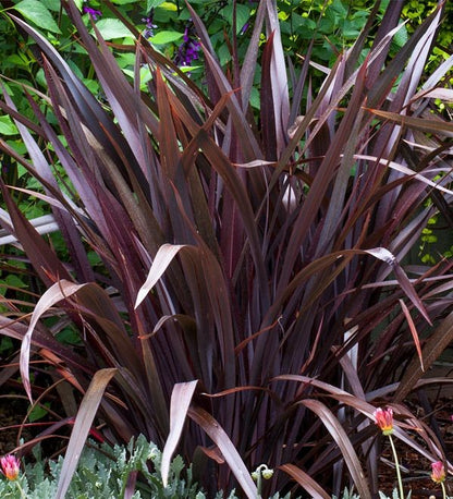 Bahçevilya Kırmızı Formium [phormium tenax] yeni zelanda keteni 20-30 cm