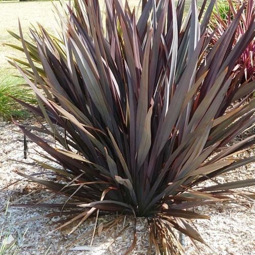 Bahçevilya Kırmızı Formium [phormium tenax] yeni zelanda keteni 20-30 cm