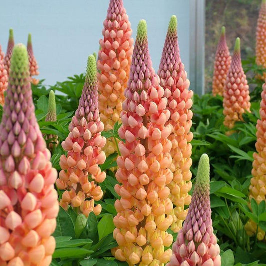 Acı Bakla Tohumu (Lupinus angustifolius)  (5 tohum) - Bahçevilya 