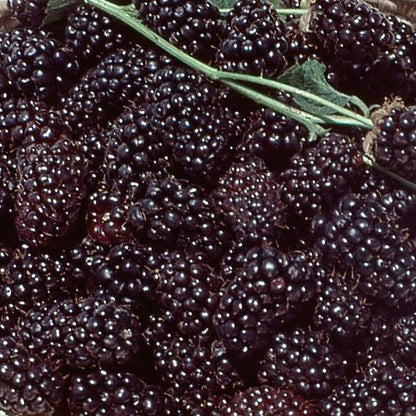 Bahçevilya Böğürtlen (Rubus fruticosus) Fidanı  1 -2 yaş arası saksılı - Bahçevilya 