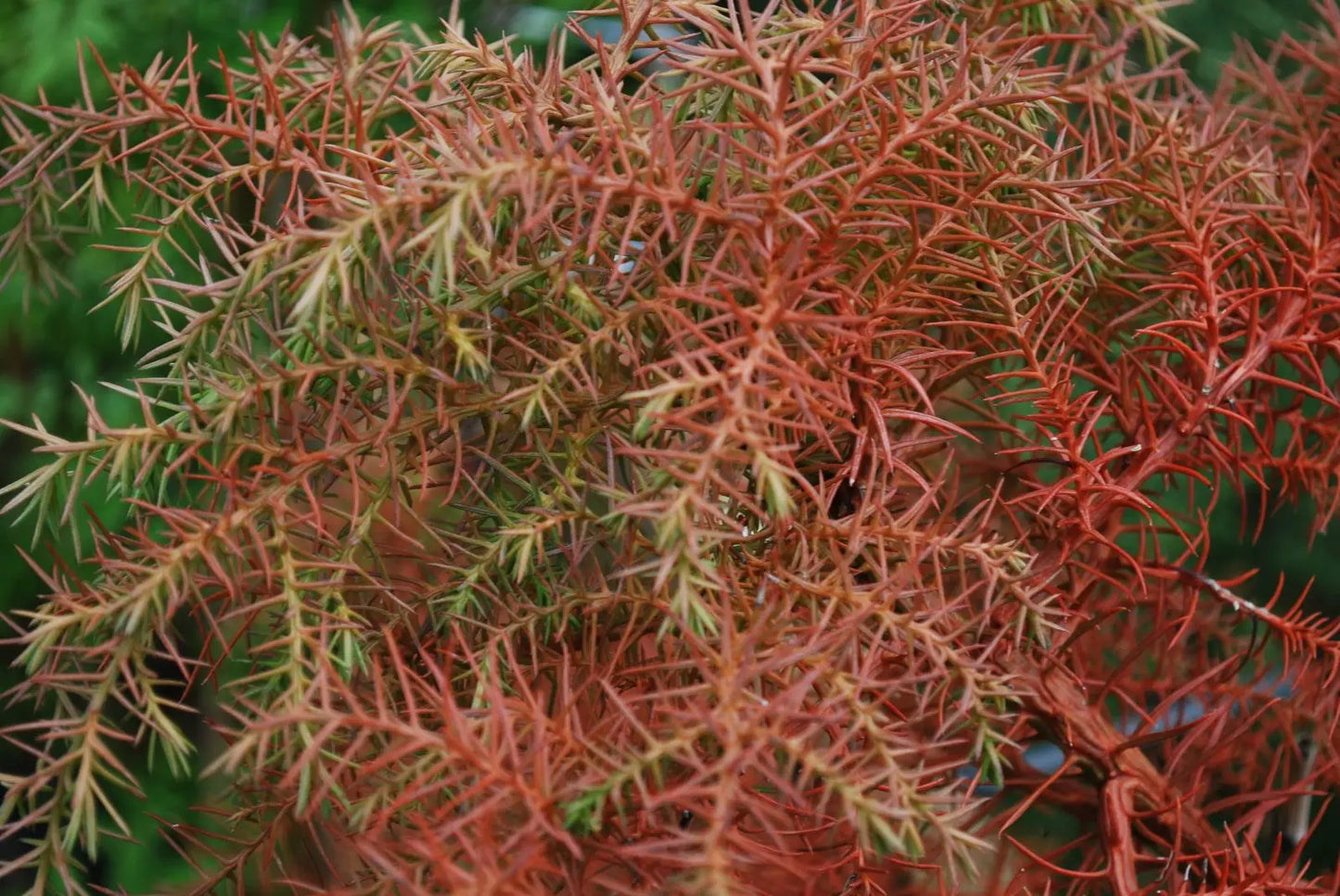 Cryptomeria japonica Elegans Kadife Çam fidanı 40-60 cm arası