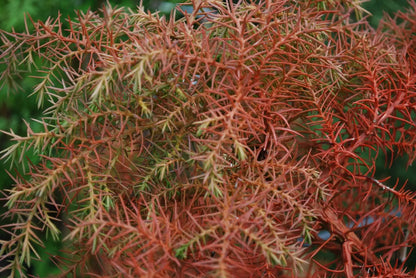 Cryptomeria japonica Elegans Kadife Çam fidanı 40-60 cm arası