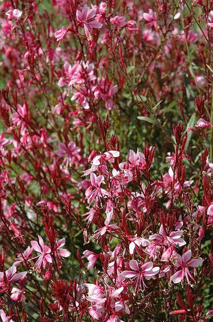 2 Yaşında Tüplü Pembe Çiçekli Gaura Fidanı (Gaura lindheimeri) - Zarif ve Uzun Ömürlü Bahçe Çiçeği