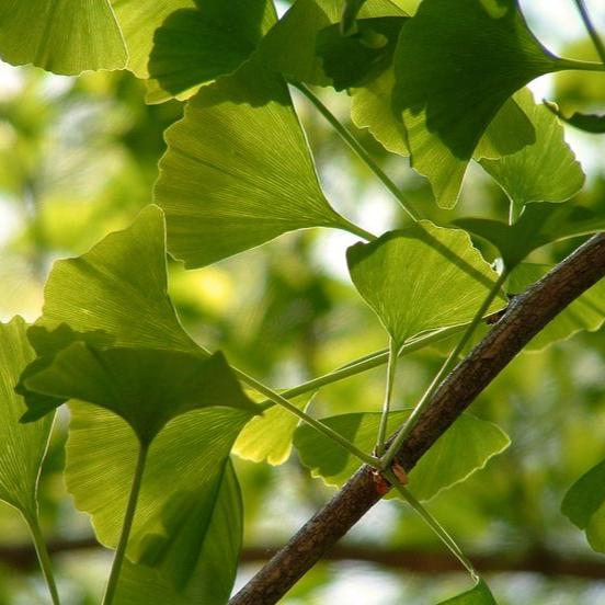 Bahçevilya  Mabet Ağacı (Ginkgo biloba) Fidanı  1-2 yaş arası tüplü saksılı - Bahçevilya 