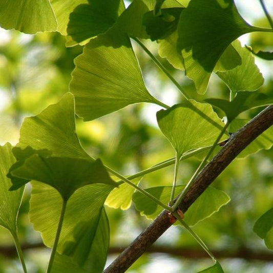 Bahçevilya  Mabet Ağacı (Ginkgo biloba) Fidanı  1-2 yaş arası tüplü saksılı - Bahçevilya 