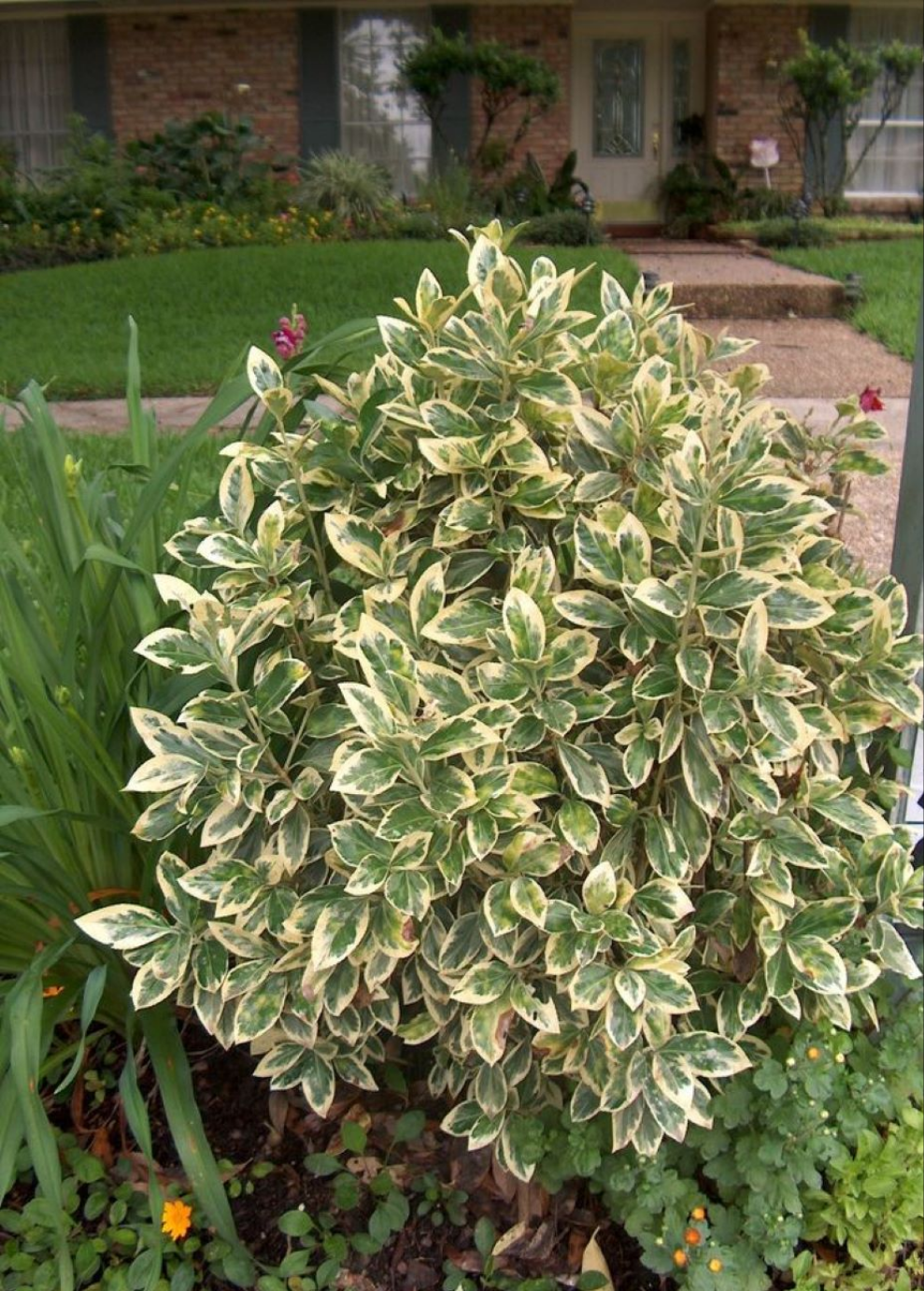 Bahçevilya Bravo Gümüşi Taflan (Euonymus japonicus) Fidanı  1-2 yaş arası - Bahçevilya 