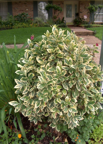 Bahçevilya Bravo Gümüşi Taflan (Euonymus japonicus) Fidanı  1-2 yaş arası - Bahçevilya 
