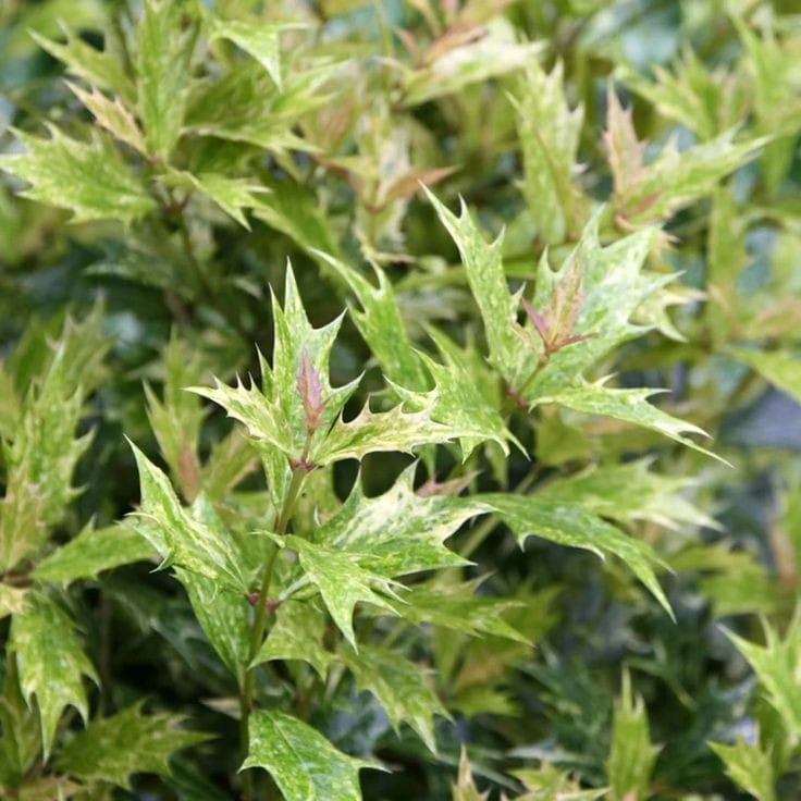 Bahçevilya osmanthus heterophyllus Alacalı Fidan 1-2 yaş arası 20-40 cm saksılı - Bahçevilya 