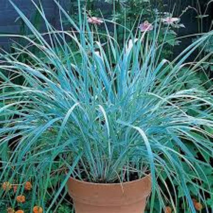 Leymus Arenarius Blue Kum Ve Deniz Otu Fidanı 1-2 Yaş arası - Bahçevilya 