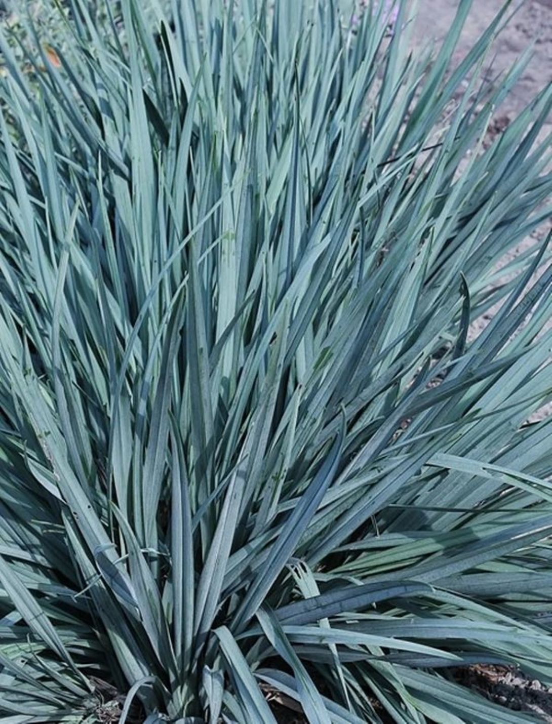 Leymus Arenarius Blue Kum Ve Deniz Otu Fidanı 1-2 Yaş arası - Bahçevilya 