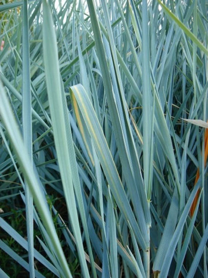 Leymus Arenarius Blue Kum Ve Deniz Otu Fidanı 1-2 Yaş arası - Bahçevilya 
