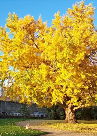Bahçevilya  Mabet Ağacı (Ginkgo biloba) Fidanı  1-2 yaş arası tüplü saksılı - Bahçevilya 