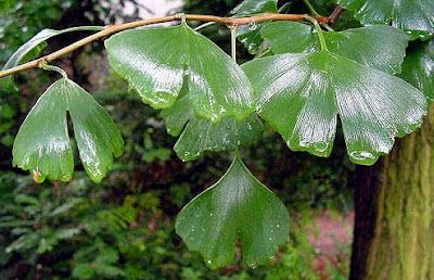Bahçevilya  Mabet Ağacı (Ginkgo biloba) Fidanı  1-2 yaş arası tüplü saksılı - Bahçevilya 