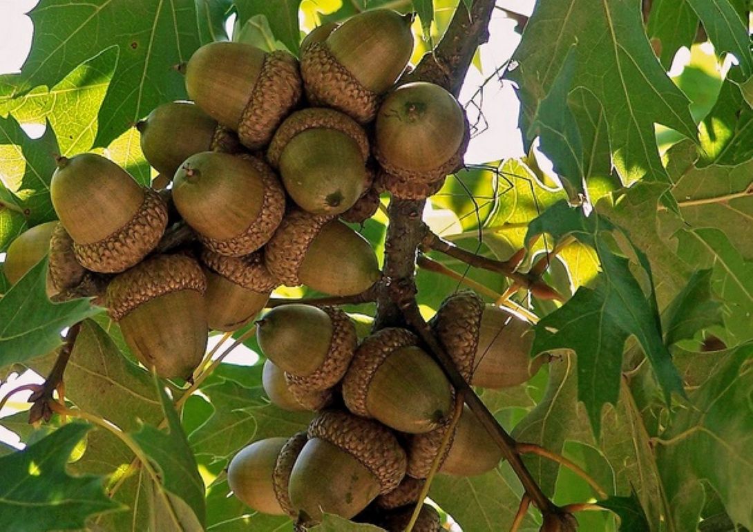 Meşe Palamut Fidanı 1 Adet (20 - 30 Cm Boylarında) - Bahçevilya 