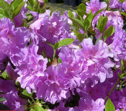 Mor Çiçekli Açelya [Elsie Lee] fidanı 1-2 yaş arası saksılı - Bahçevilya 