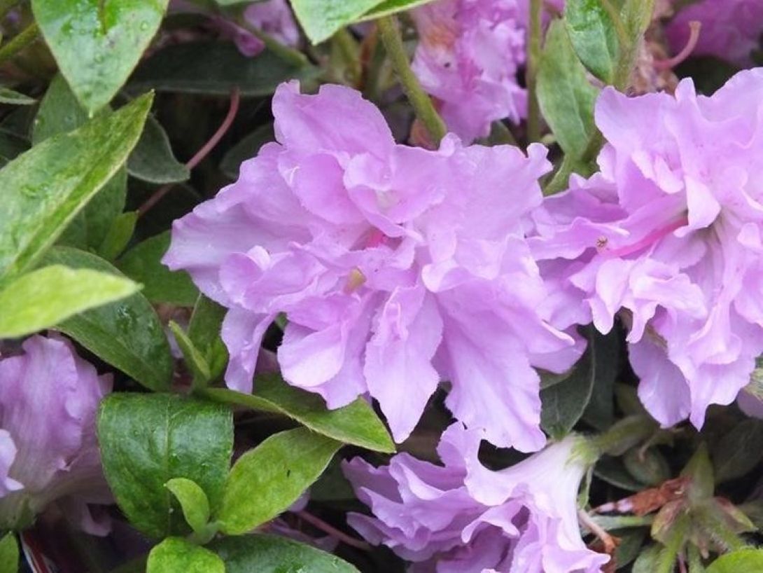 Mor Çiçekli Açelya [Elsie Lee] fidanı 1-2 yaş arası saksılı - Bahçevilya 