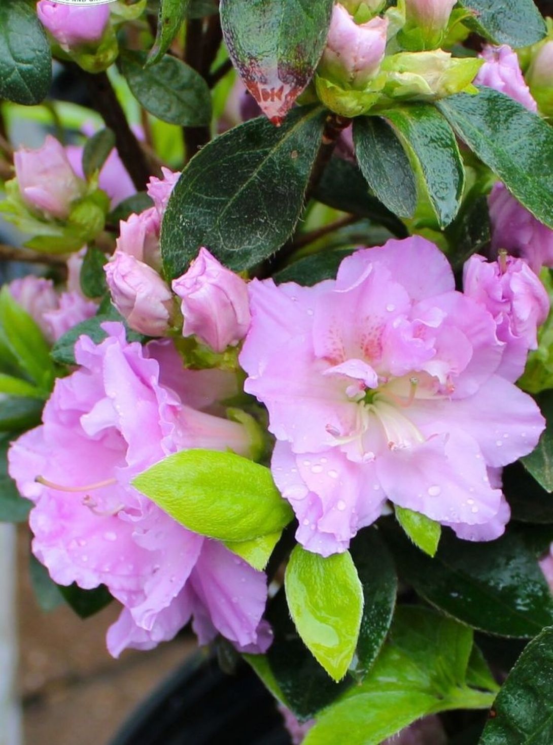 Mor Çiçekli Açelya [Elsie Lee] fidanı 1-2 yaş arası saksılı - Bahçevilya 