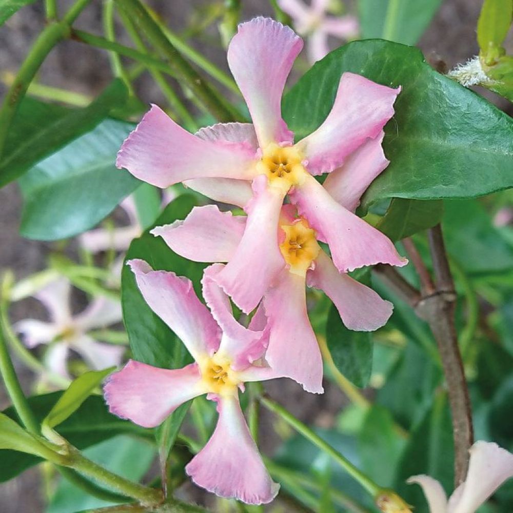 Pembe Çiçekli Yasemin Çiçeği Pink Showers Fidanı Tüplü 1-2 Yaş Arası - Bahçevilya 