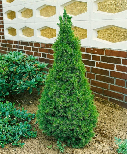 İthal Konik Ladin 30-40 cm Picea Glauca Conica tüplü