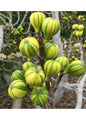 Bahçevilya Çilek Aromalı Sarı Yeşil Çizgili Incir Fidanı [tiger Fig] 1 Yaş Saksılı 30-60 Cm - Bahçevilya 