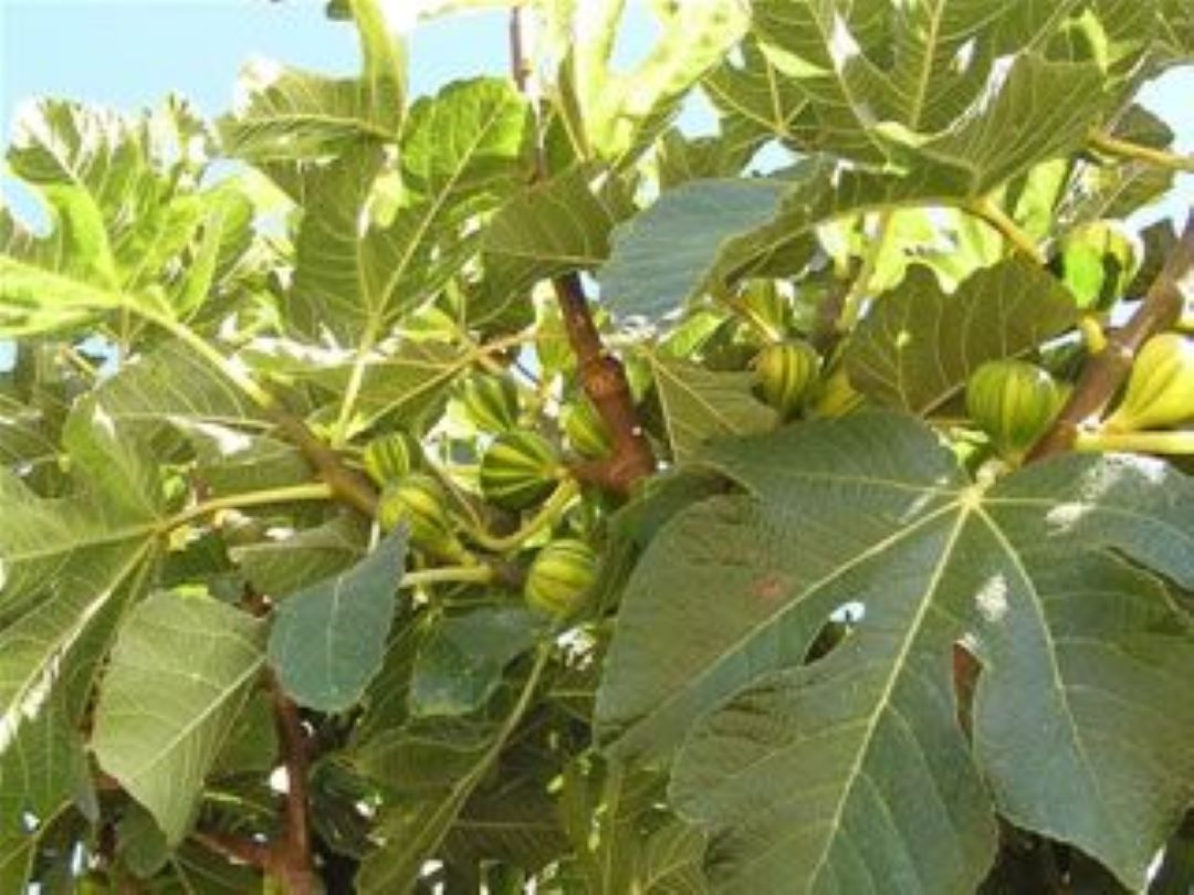 Bahçevilya Çilek Aromalı Sarı Yeşil Çizgili Incir Fidanı [tiger Fig] 1 Yaş Saksılı 30-60 Cm - Bahçevilya 