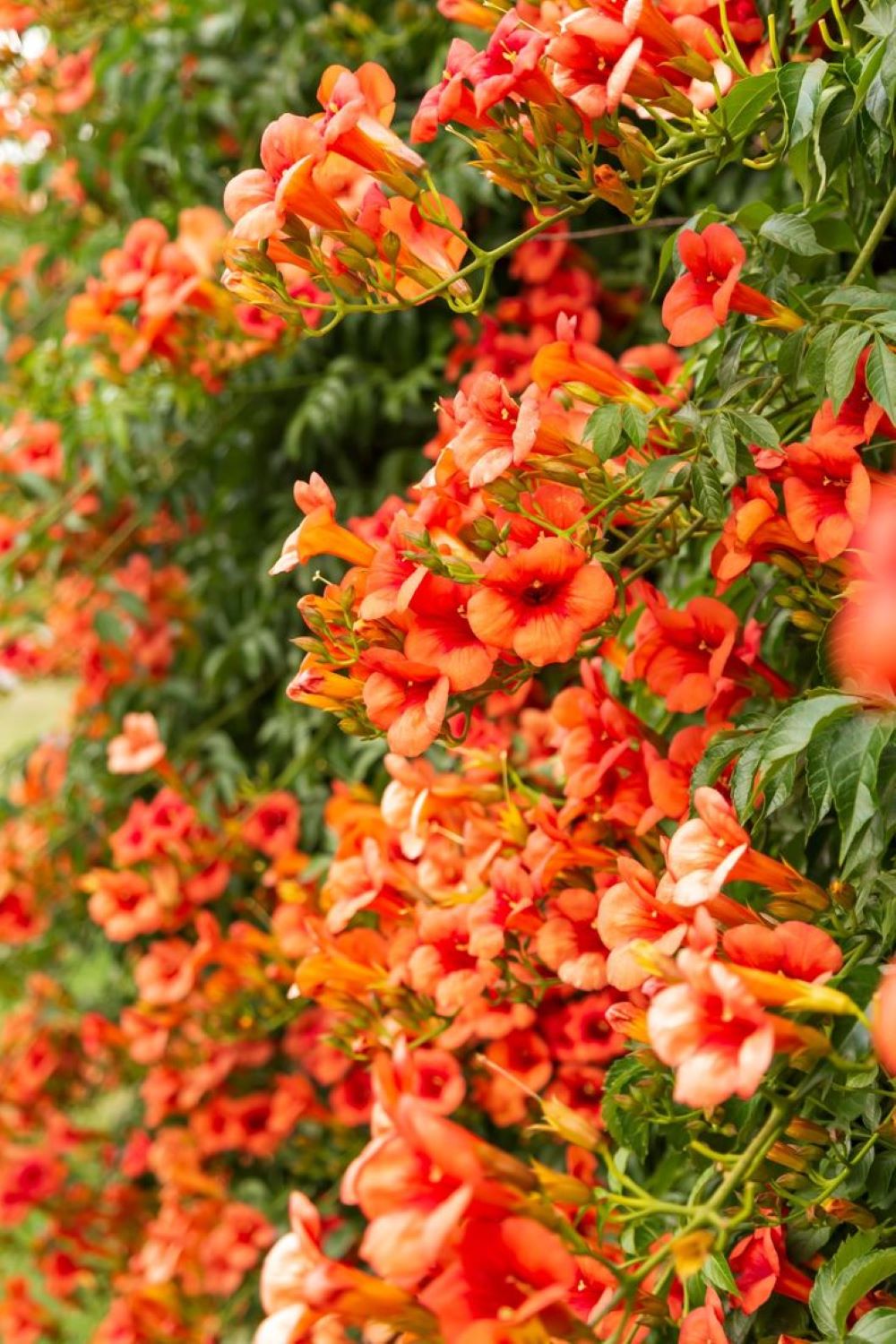 Bahçevilya Acem Borusu (Campsis radicans) Fidanı  1-2 yaş arası tüplü - Bahçevilya 