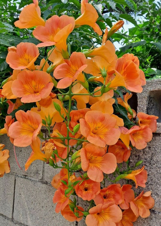 Bahçevilya Acem Borusu (Campsis radicans) Fidanı  1-2 yaş arası tüplü - Bahçevilya 