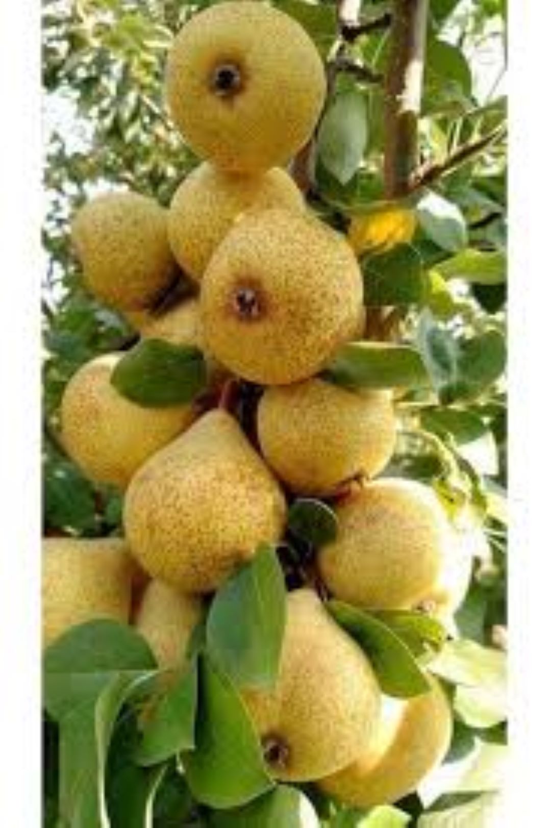 Ahlat Ağacı Fidanı (Dağ Armudu) 2 yaşında : Doğal Güzellik ve Lezzet Bir Arada - Bahçevilya