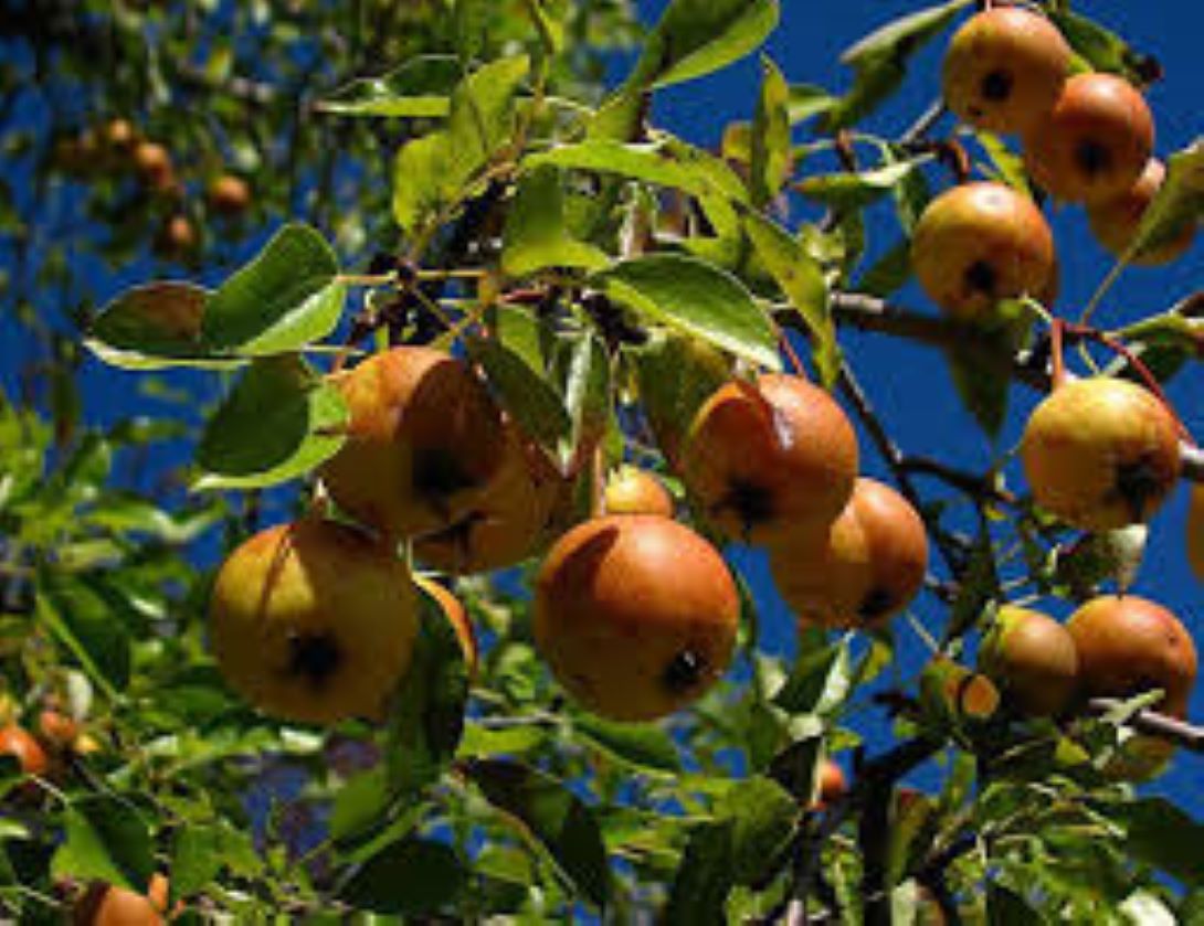Ahlat Ağacı Fidanı (Dağ Armudu) 2 yaşında : Doğal Güzellik ve Lezzet Bir Arada - Bahçevilya