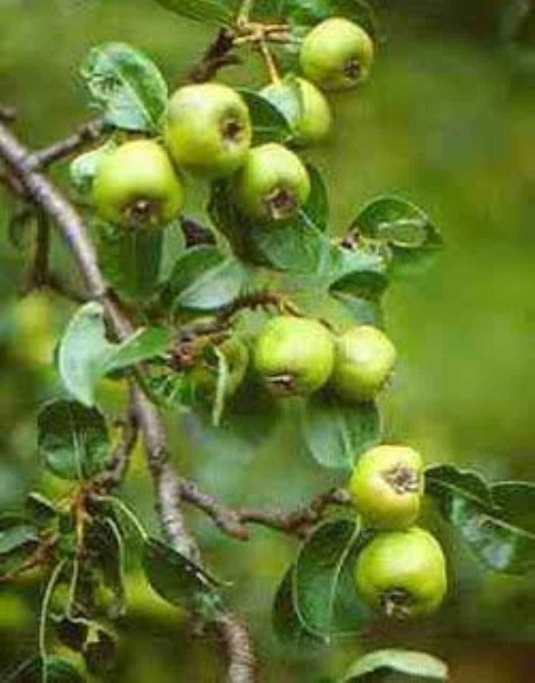 Ahlat Ağacı Fidanı (Dağ Armudu) 2 yaşında : Doğal Güzellik ve Lezzet Bir Arada - Bahçevilya