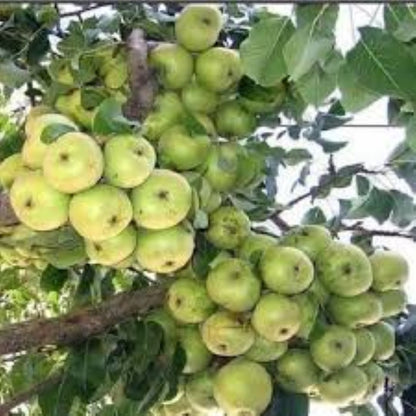 Ahlat Ağacı Fidanı (Dağ Armudu) 2 yaşında : Doğal Güzellik ve Lezzet Bir Arada - Bahçevilya