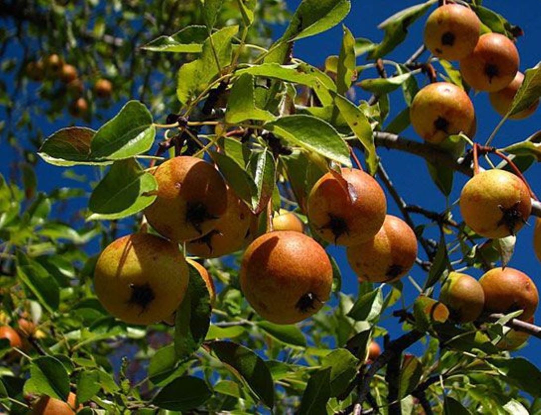 Ahlat Ağacı Fidanı (Dağ Armudu) 2 yaşında : Doğal Güzellik ve Lezzet Bir Arada
