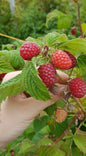 Bahçevilya Ahududu (Rubus idaeus) Fidanı 1-2 yaş arası saksılı - Bahçevilya 