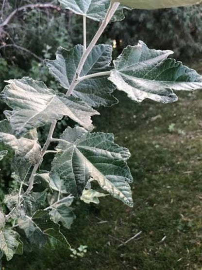 Ak Kavak Ağacı Fidanı 1-2 Yaş Tüplü