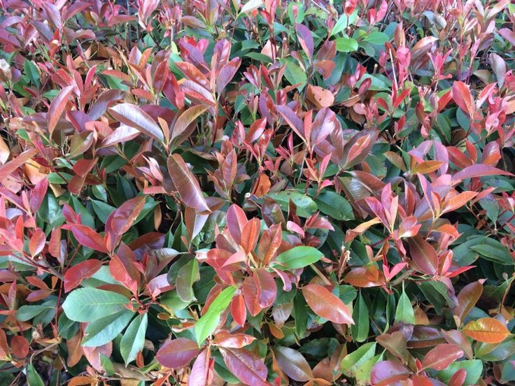 Bahçevilya Boylu Alev Ağacı (Photinia fraseri) Fidanı 50-60 cm 1-2 yaş arası - Bahçevilya 