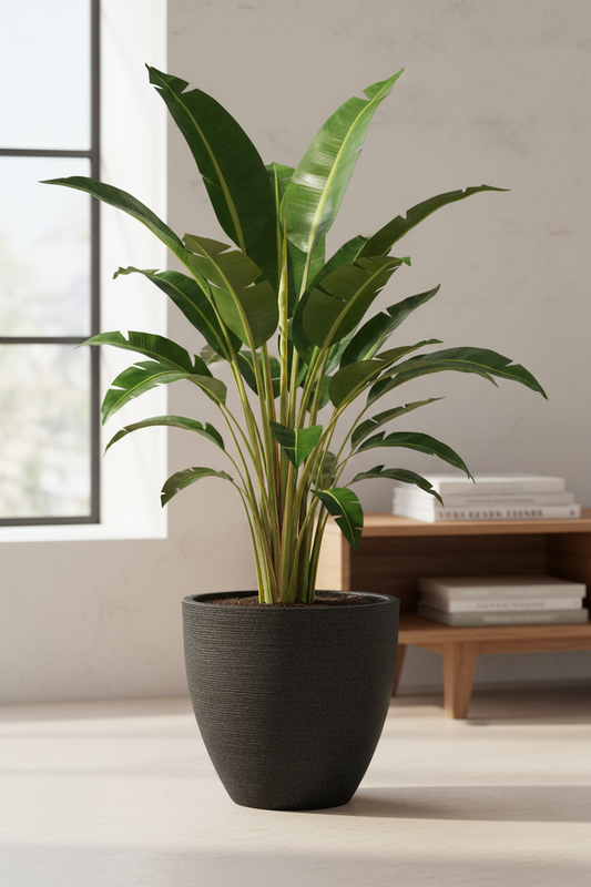Alocasia Zebrina in Silva 060