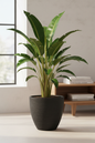 Alocasia Zebrina in Silva 060