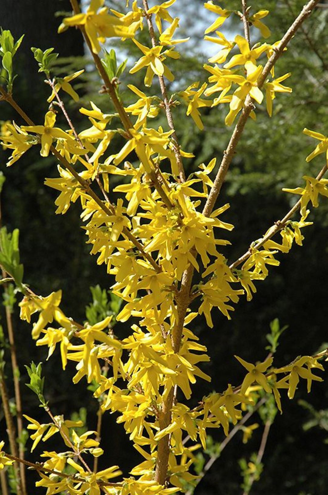 Bahçevilya 3 Adet Altınçanak Fidanı (Forsythia intermedia)  40-60 cm 1-2 yaş arası - Bahçevilya 
